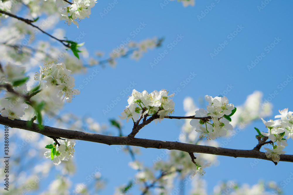 Branches of a tree in flowers weighing against the sky Branches of a tree in flowers weighing against the sky