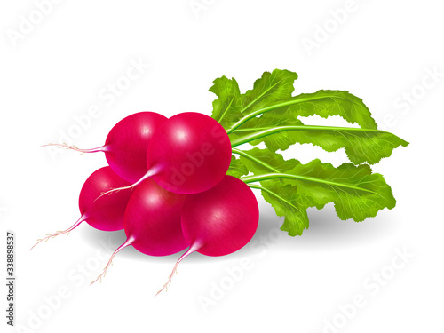 Photo realistic beautiful bunch of ripe red radish and green leaves on a white background. Vector illustration.