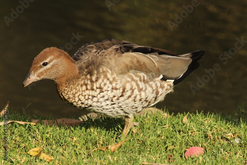 A duck in close up © Lien Rag