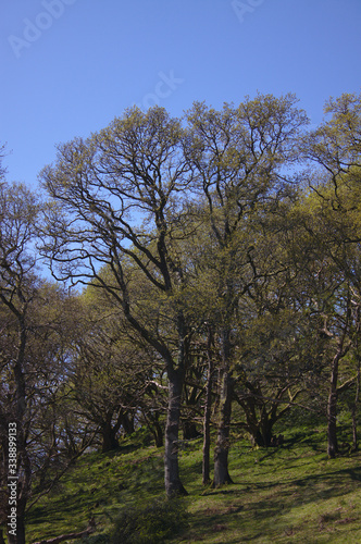spring oak trees in park