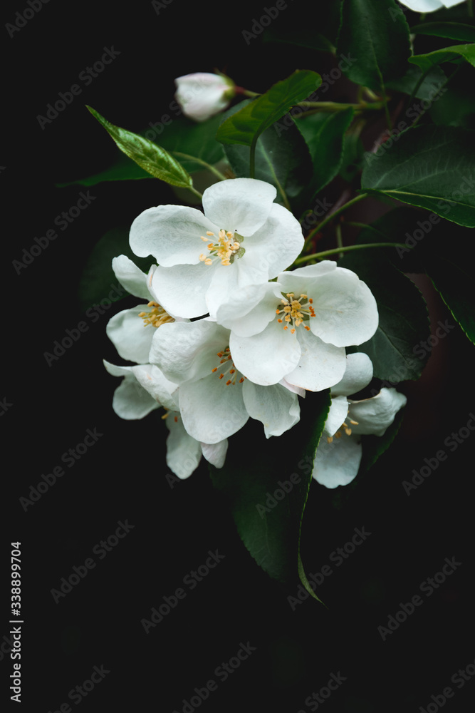Flower pattern of a blooming Apple branch on a black background. Texture for packaging
