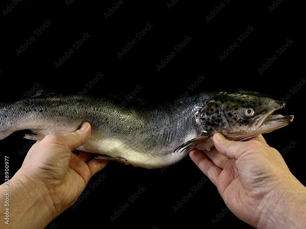 Big sea salmon in the hands, on a black background. A man holds a fish - trout, close-up. Fish head with fins. Big sea salmon in the hands, on a black background. A man holds a fish - trout, close-up. Fish head with fins.