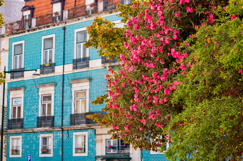 Nerium oleander plant with pink flowers growing in Lisbon old town, Portugal © Michal Ludwiczak