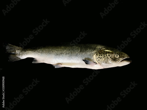 Big sea salmon, on a black background. Huge trout fish, close up. Fish head with fins.