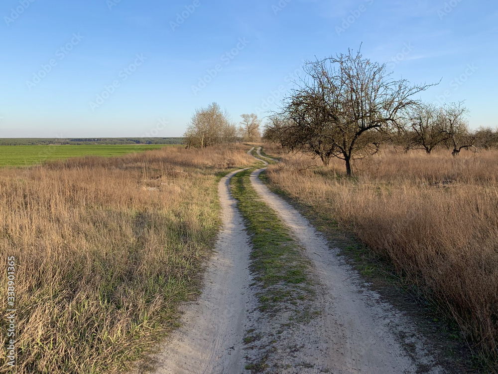 Fototapeta premium The road through the field against the blue sky. The path to the village passes near the forest in the meadow. Traces of cars and carts on the ground.