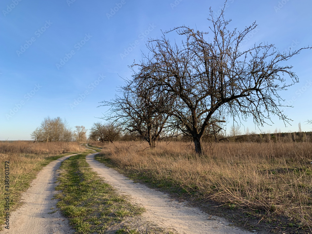 The road through the field against the blue sky. The path to the village passes near the forest in the meadow. Traces of cars and carts on the ground. The road through the field against the blue sky. The path to the village passes near the forest in the meadow. Traces of cars and carts on the ground.