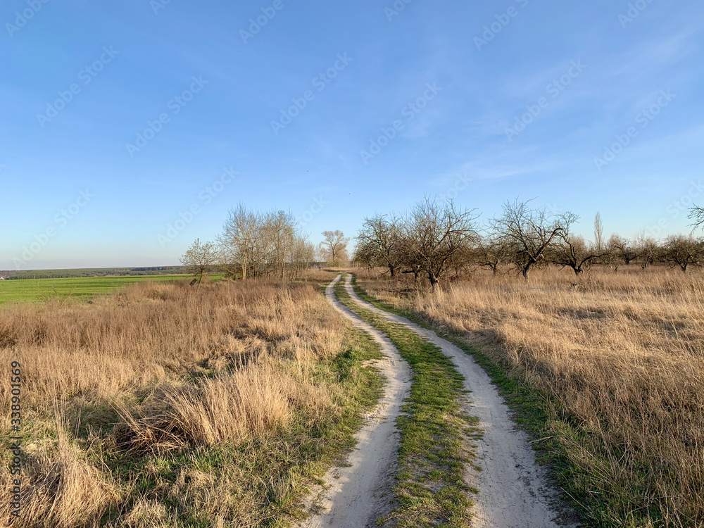 The road through the field against the blue sky. The path to the village passes near the forest in the meadow. Traces of cars and carts on the ground.