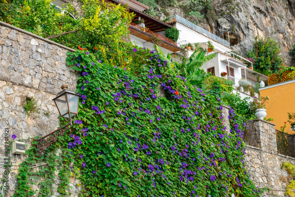 Clambering plant on the wall. Nature. Positano