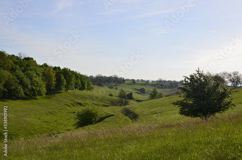 landscape with trees  grass and blue sky