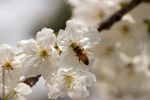 Bees never tire of collecting pollen from cherry blossoms.