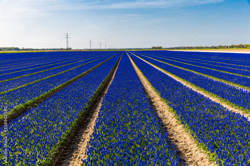 Blue tulip field in the Noordoostpolder municipality, Flevoland