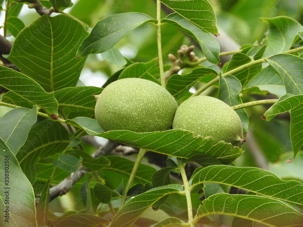 green walnut tree close up