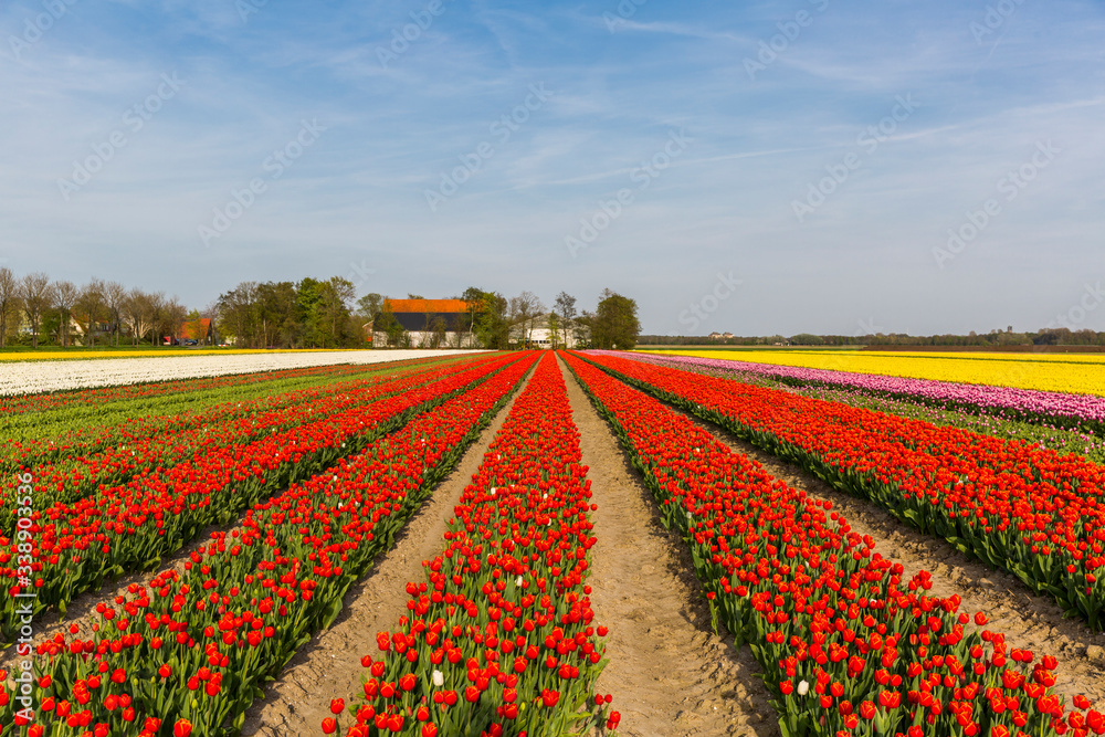 Red tulip field in the Noordoostpolder municipality, Flevoland