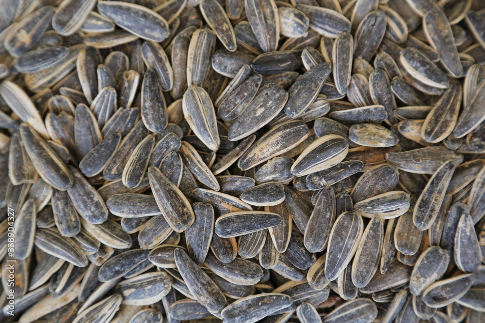 black sunflower seeds background black sunflower seeds background