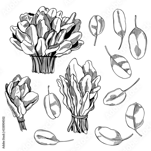Hand drawn spinach on white background.  Vector sketch  illustration.