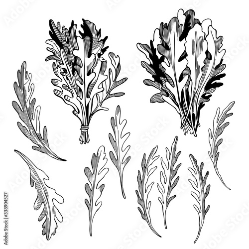 Hand drawn Arugula Salad. Rucola leaves. Vector sketch  illustration.