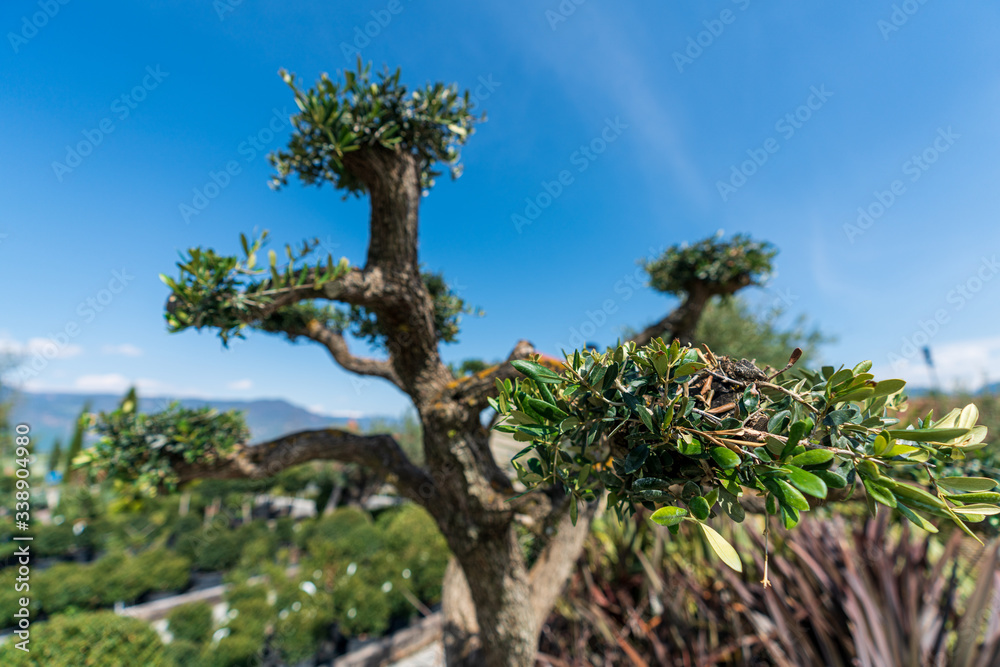 Close-up of an olive tree pruned on a bonsai Close-up of an olive tree pruned on a bonsai