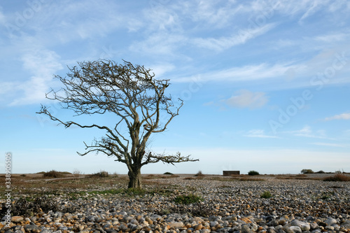 A loan tree stands in a barren landscape