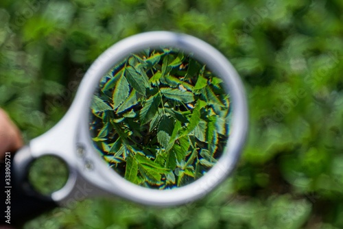 a white magnifier in the hand increases the green leaves and stems of wild plants in nature