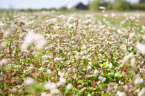 Buckwheat field  farmland. Blossoming buckwheat plant with white flowers