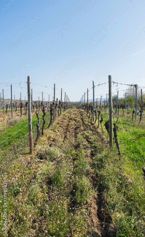 Vine grapes trees with sun landscape in spring time. Vine grapes trees with sun landscape in spring time.