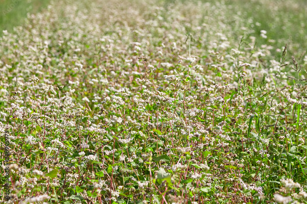 Buckwheat field, farmland. Blossoming buckwheat plant with white flowers