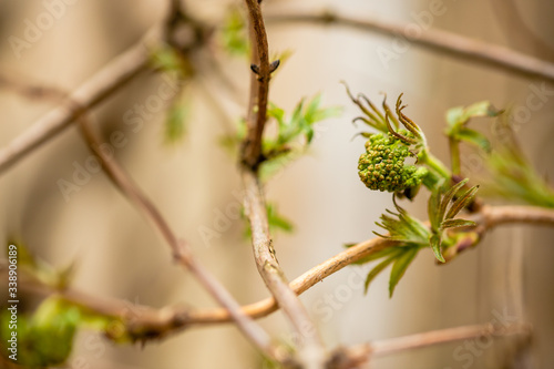 Buds of trees in a spring. Closeup of twigs with green leaf buds ready to burst over blurry beige background. Beautiful spring composition © Irina Kuzmina