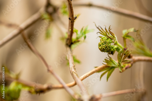 Buds of trees in a spring. Closeup of twigs with green leaf buds ready to burst over blurry beige background. Beautiful spring composition