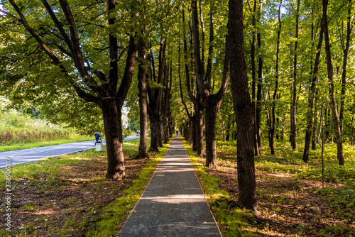 Park alley with a pedestrian path