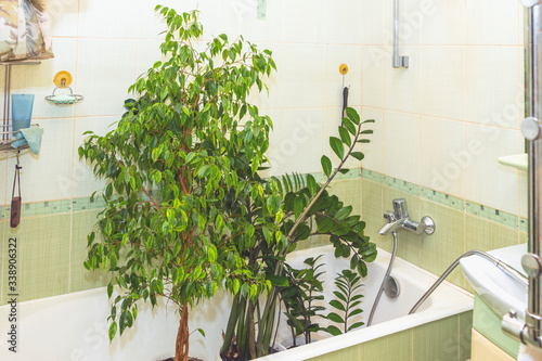 Washing of house plants in the home bathroom