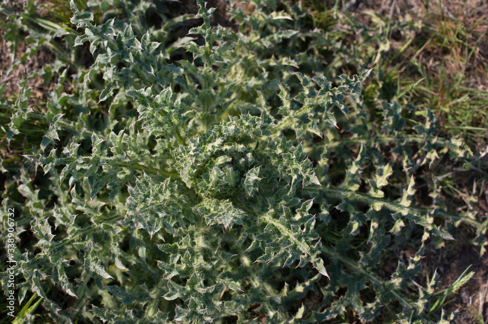green flat plant, thorn top view green flat plant, thorn top view