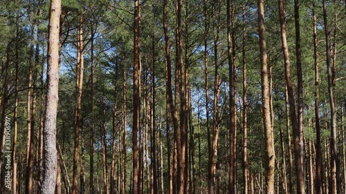 Wallpaper Mural pine trunks moving in the wind in the spring forest Torontodigital.ca