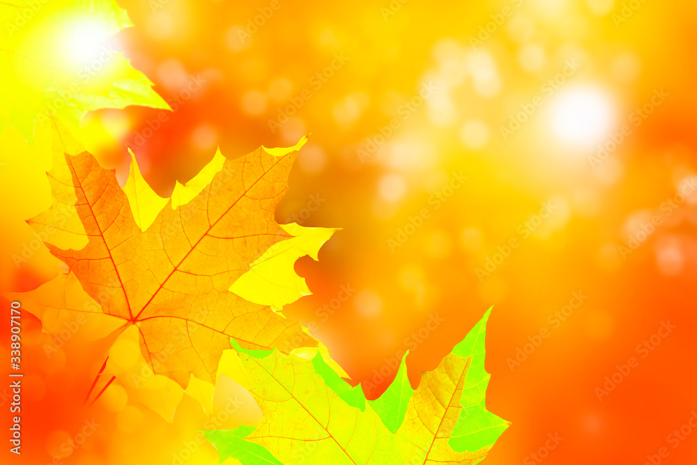 Obraz premium autumn landscape with bright colorful foliage. Indian summer.