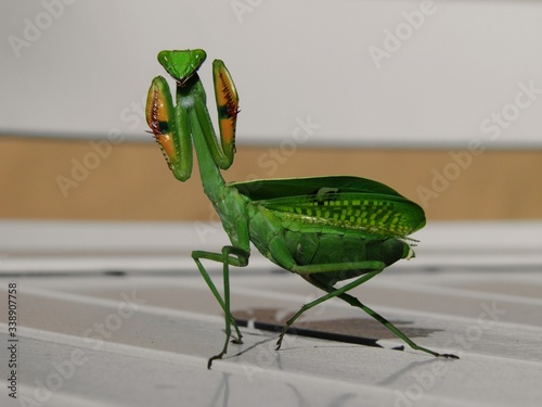 MANTIS ALERTA