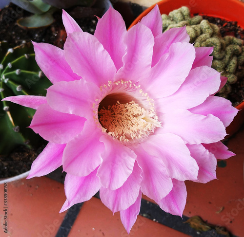 Flor de cactus