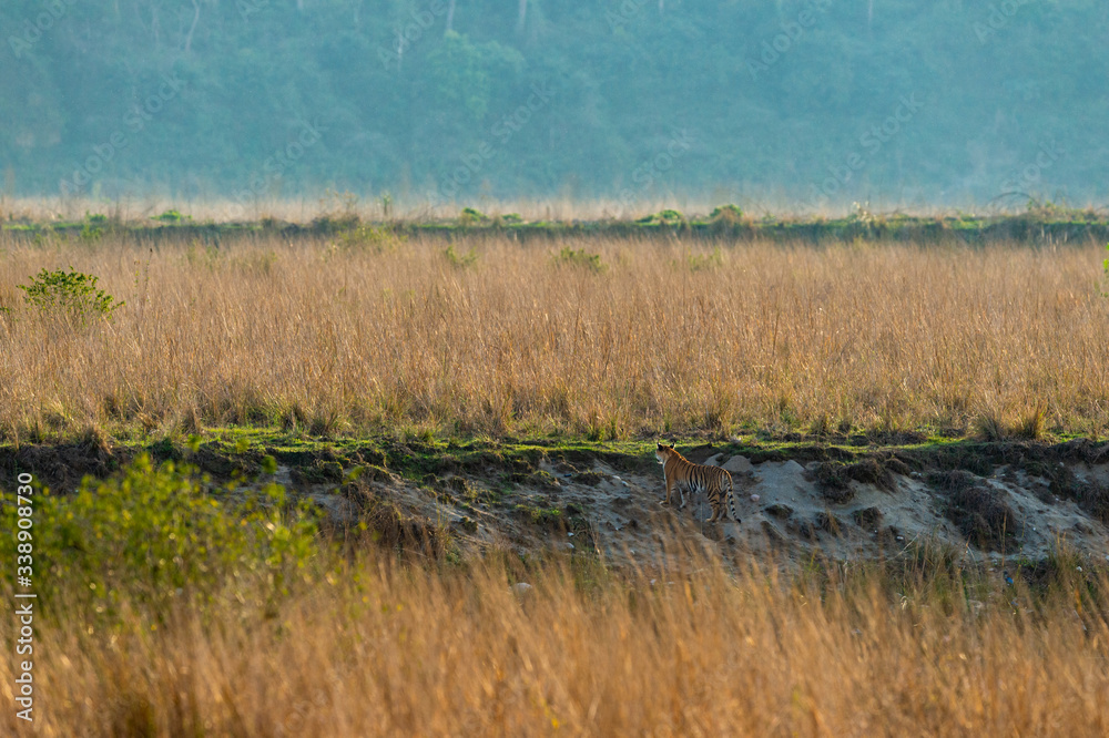 wild tiger stalking prey during territory marking in magical and scenic landscape of jim corbett national park, dhikala, uttarakhand, india - panthera tigris wild tiger stalking prey during territory marking in magical and scenic landscape of jim corbett national park, dhikala, uttarakhand, india - panthera tigris