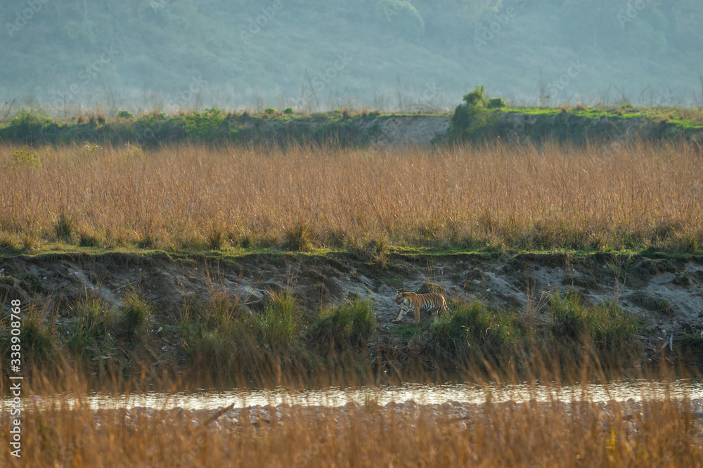 wild tiger stalking prey during territory marking in magical and scenic landscape of jim corbett national park, dhikala, uttarakhand, india - panthera tigris