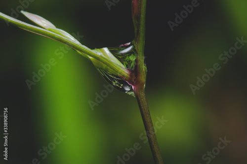 Rainwater droplets on the small grass branches
