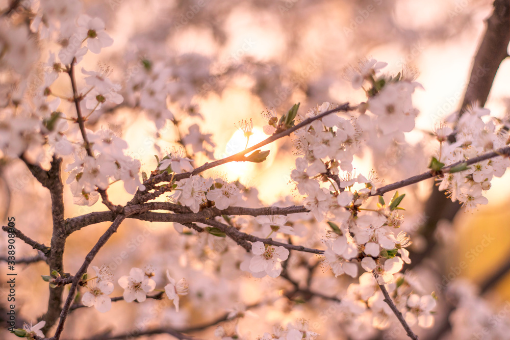 cherry flowers at sunrise