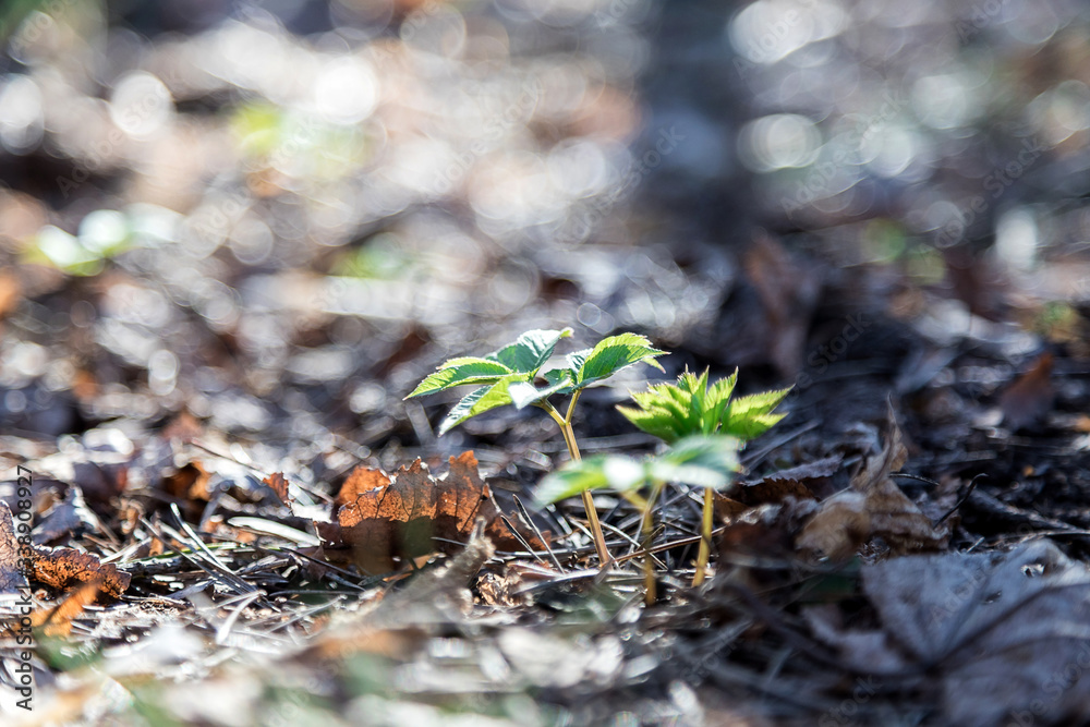 Coming of spring. A young green sprout is emerging from old last year's leaves. New life in the forest. The natural background. Beautiful blur. Coming of spring. A young green sprout is emerging from old last year's leaves. New life in the forest. The natural background. Beautiful blur.