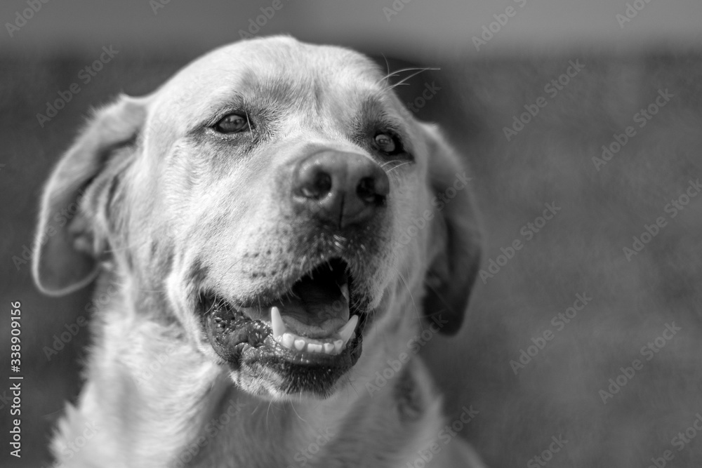 Fototapeta premium dog black and white bokeh