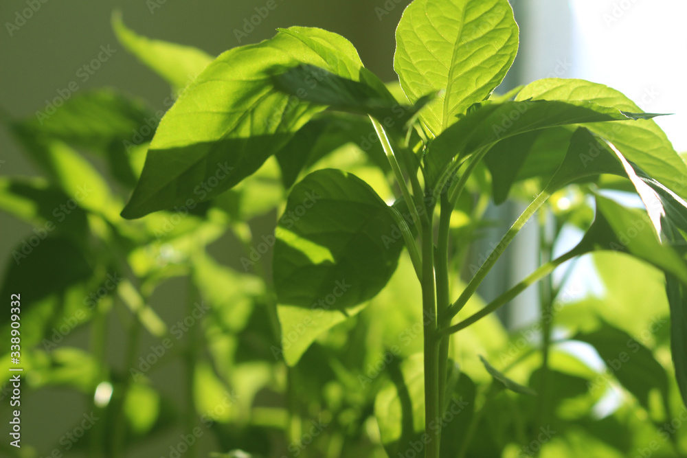green leaves background green leaves background