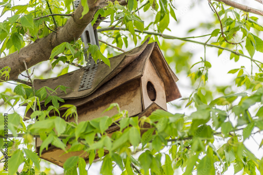 An old birdhouse in the canopy of a hawthorn tree An old birdhouse in the canopy of a hawthorn tree