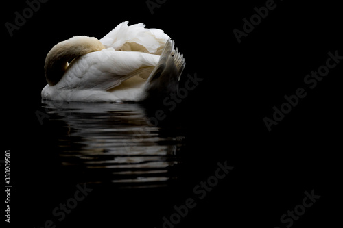 Fototapeta Naklejka Na Ścianę i Meble -  Black and white swan alone abstract
