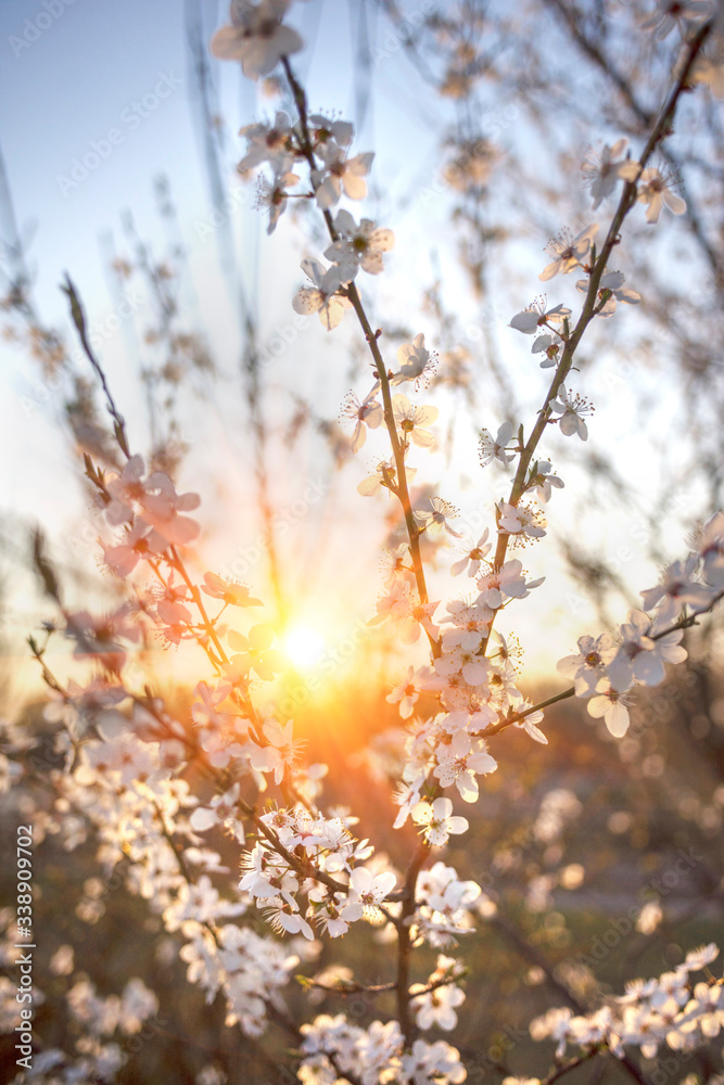 cherry flowers at sunrise