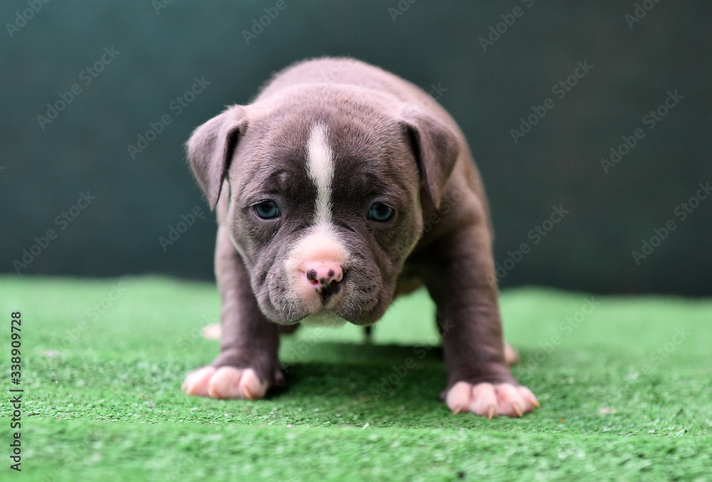 a little american bully dog a little american bully dog