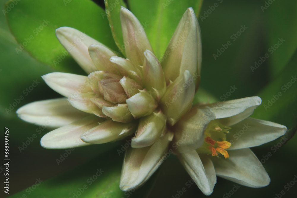 Fototapeta premium Macro shot beautiful and unique small white wildflowers