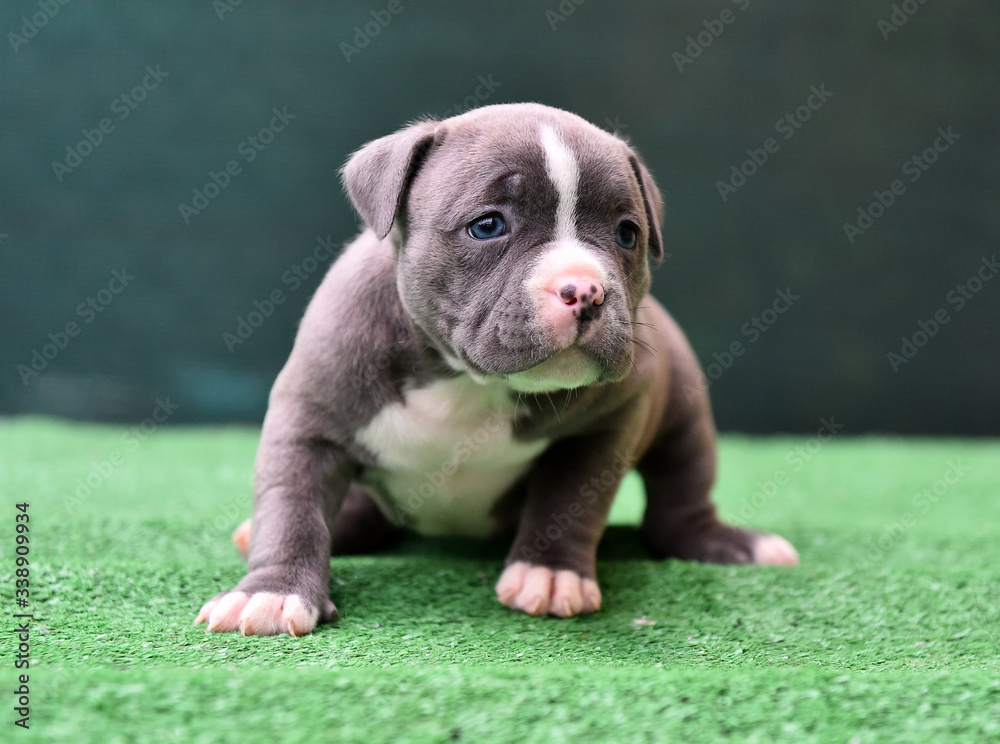 a puppy american bully dog a puppy american bully dog