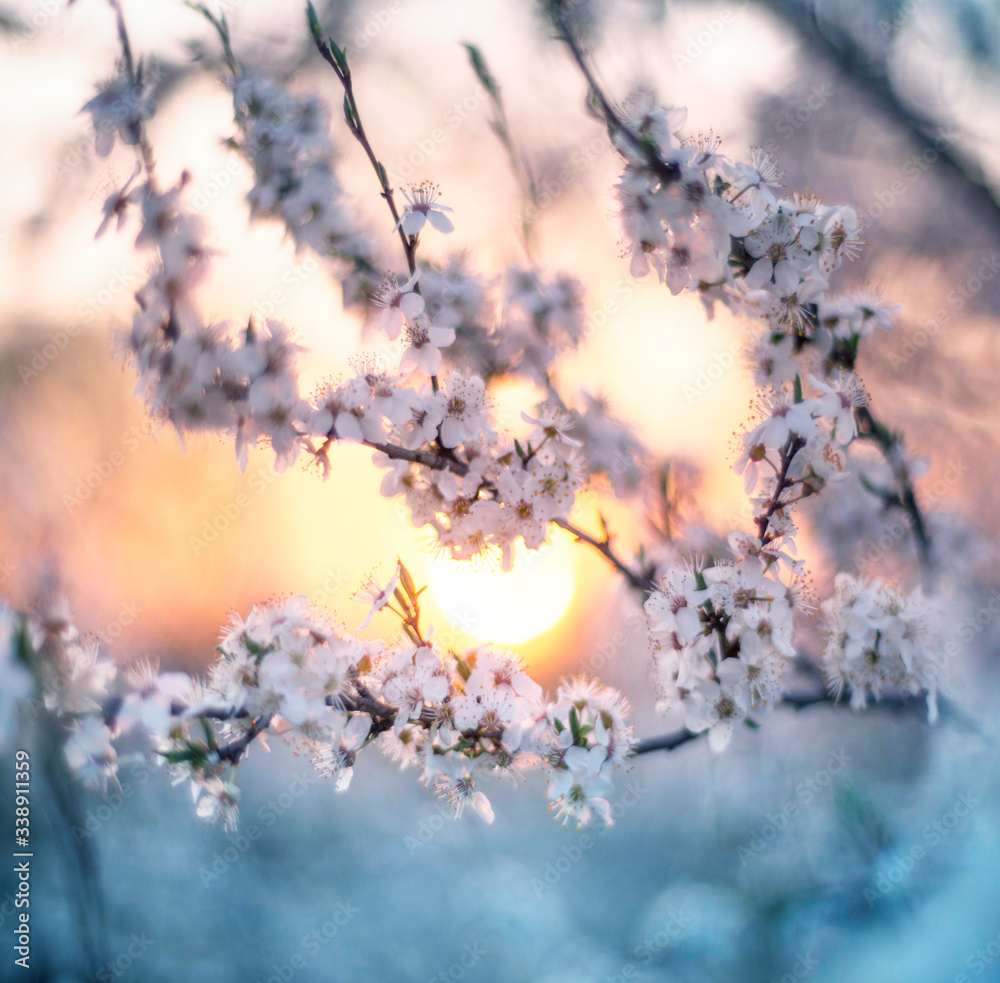 cherry flowers at sunrise cherry flowers at sunrise