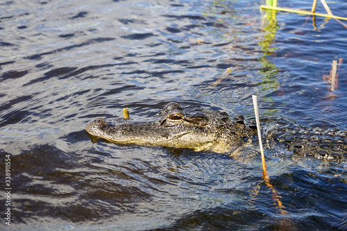 Alligator